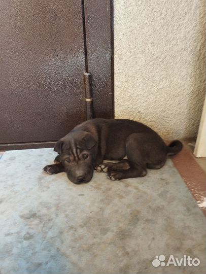 Щенки шарпей