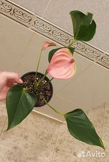 Антуриум Андрэ Фламинго Пинк