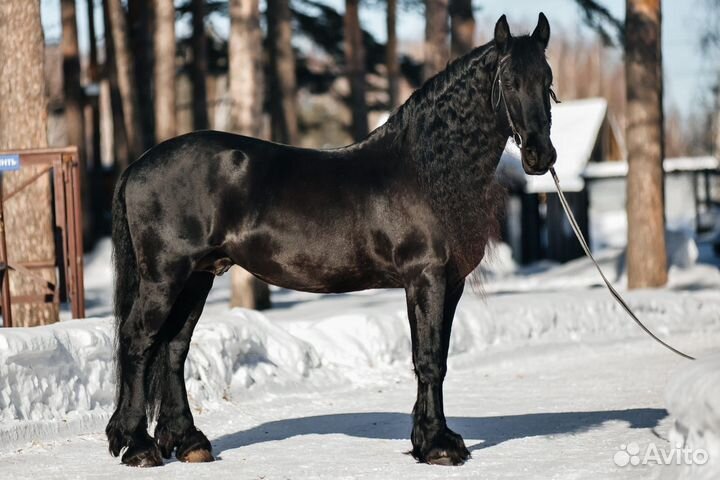 Фризский жеребец