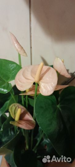 Анториум спирт