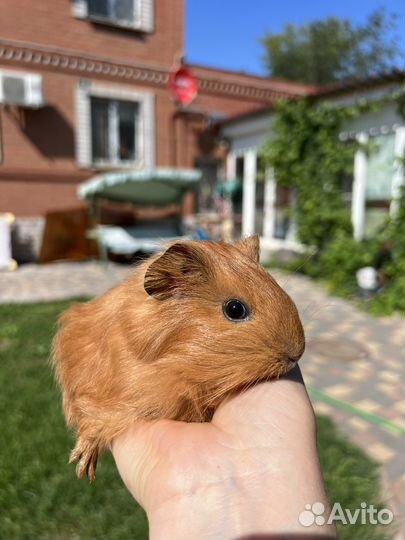 Малышки шелти