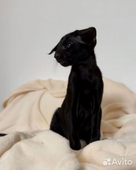 Ориентальные котята экстрим