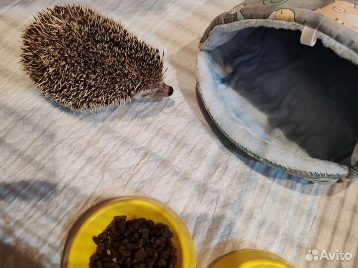 Африканский ежик