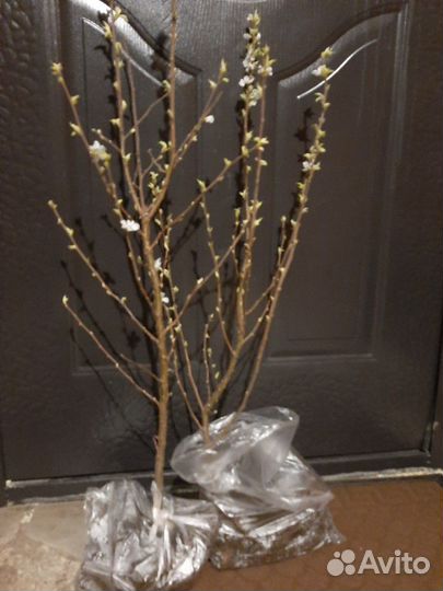 Саженцы на заказ из нии садоводства им. И.В.Мичури