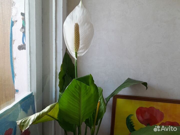 Спацифиллум