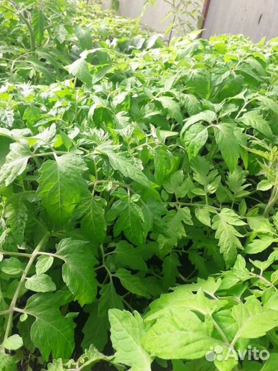 Рассада цветов,овощей