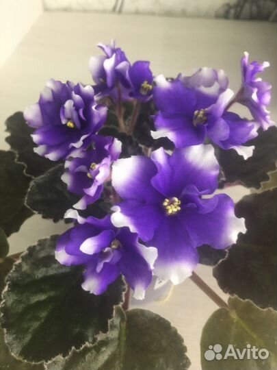 Детки сортовых фиалок