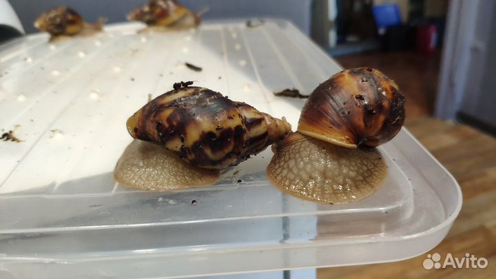 Улитки Ахатины бесплатно