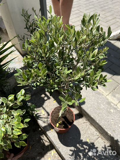 Олива европейская