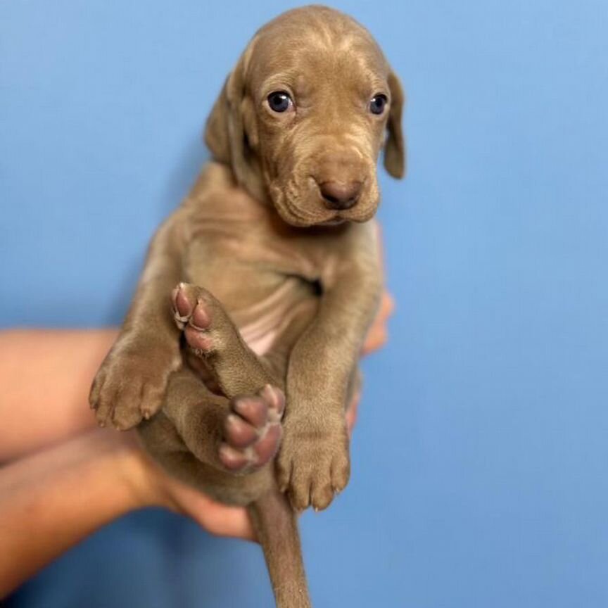 Weimaraner puppies