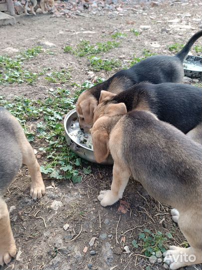 Щенки русской гончей