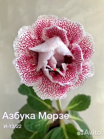 Глоксиния махровая