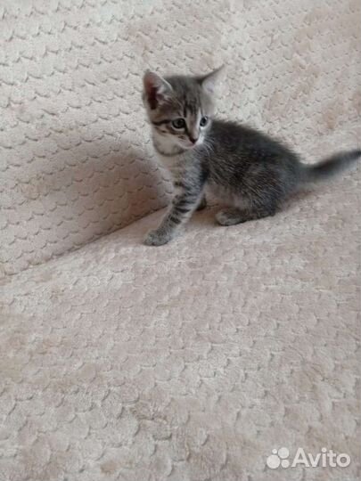 Домашние котята 1,5 месяца