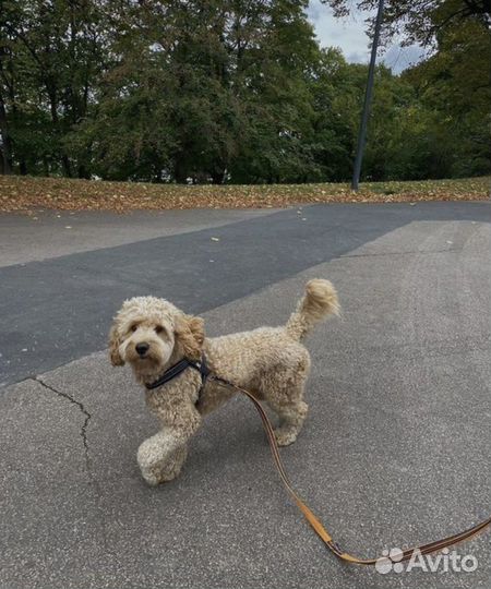Передержка собак (зоопсихолог/грумер)