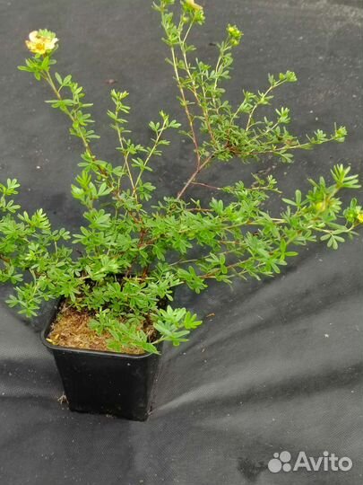 Чёрная смородина, ива, бересклет, лапчатка