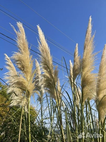 Пампасная трава