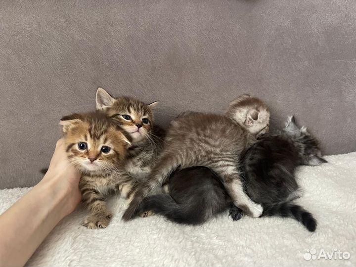 Шотландские котята