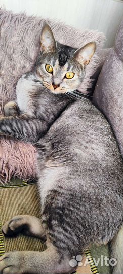 Отдам кота в добрые руки