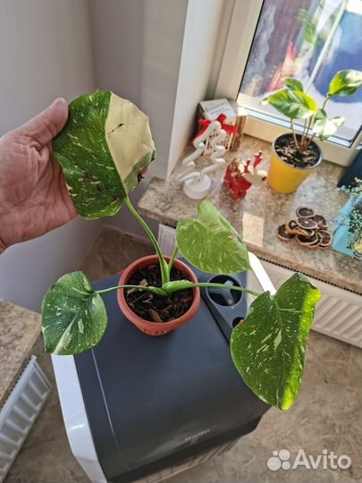 Монстера тайское созвездие