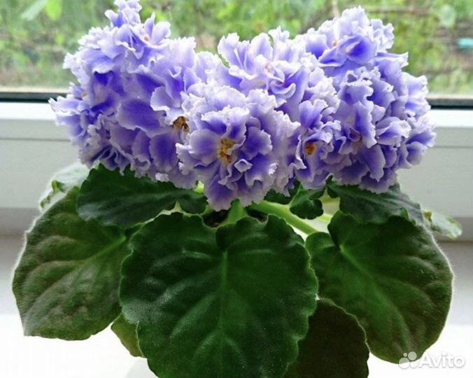 Фиалка сортовая махровая гигантские цветы сенполии