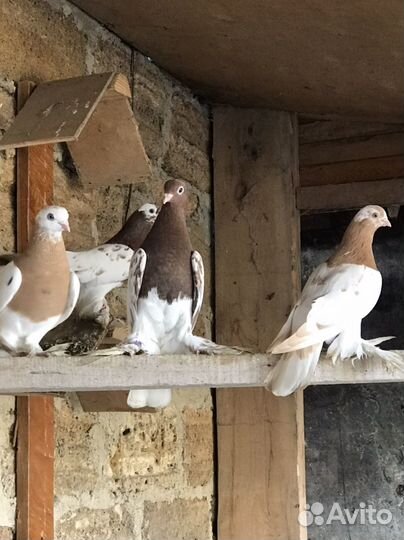 Голуби узбеки 12 штук