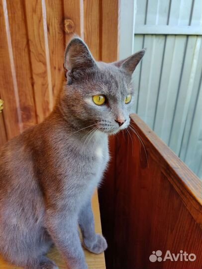 Котёнок - кошечка