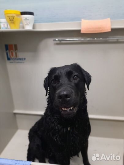 Грумер, экспресс-линька, тримминг, стрижка