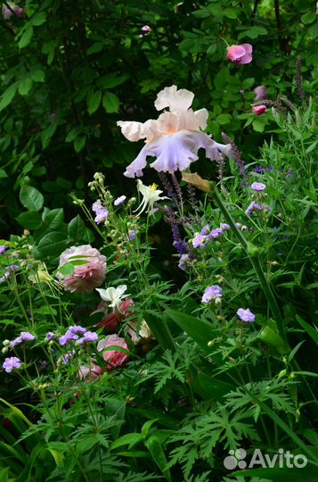 Растения для сада