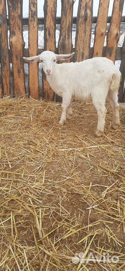 Коза дойная