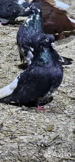 Голуби николаевские красные белохв крытые