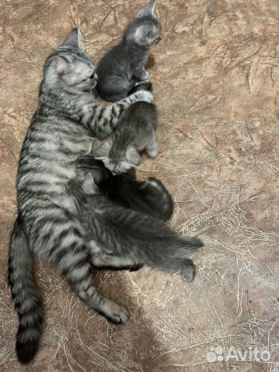 Отдам даром бесплатно в дар