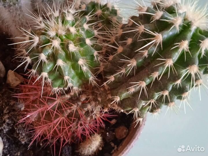 Кактусница