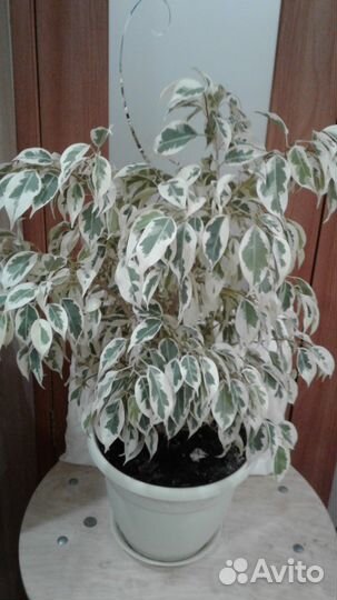 Фикусы взрослые в ассортименте
