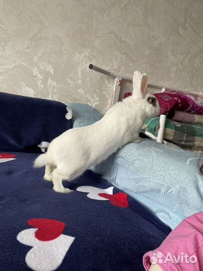 Кролик декоративный