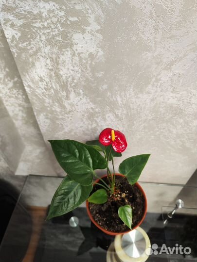 Комнатные цветы антуриум