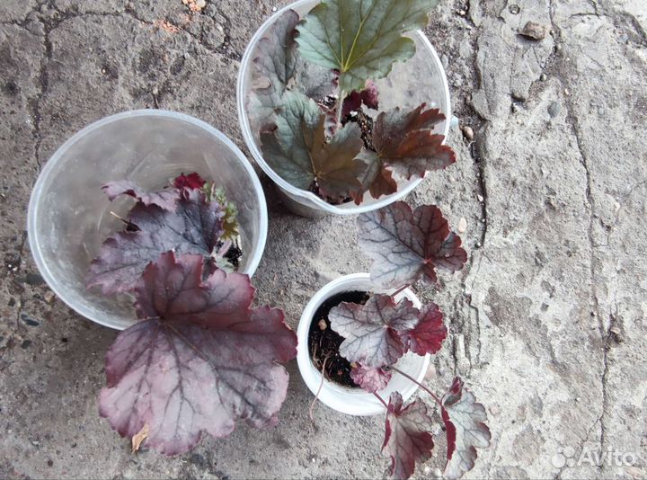 Садовые растения