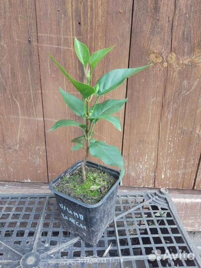 Сирень сортовая