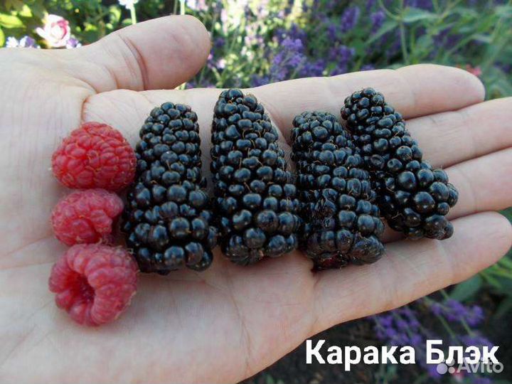 Ежевика (много сортов)