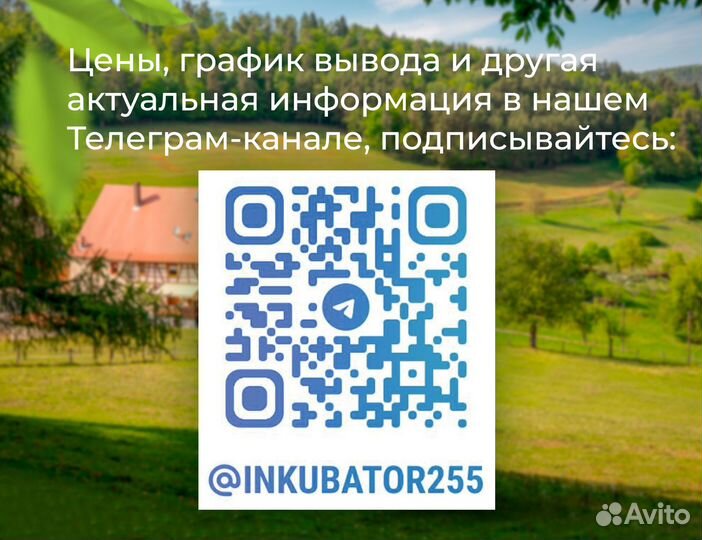 Утята суточные муларды