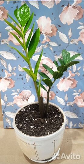 Долларовое дерево/ Замиакулкас