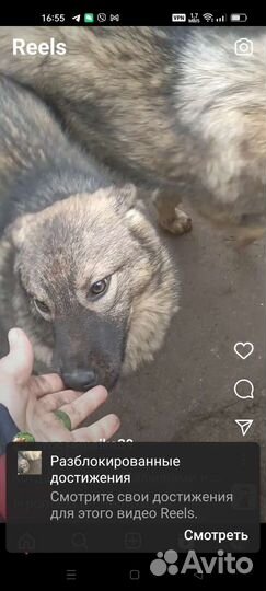 Собака в добрые руки отдам бесплатно
