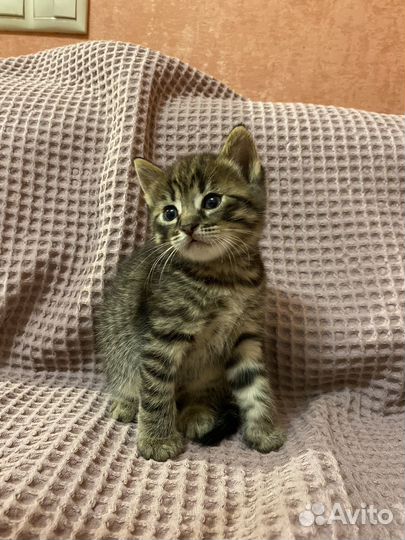 Котята бесплатно