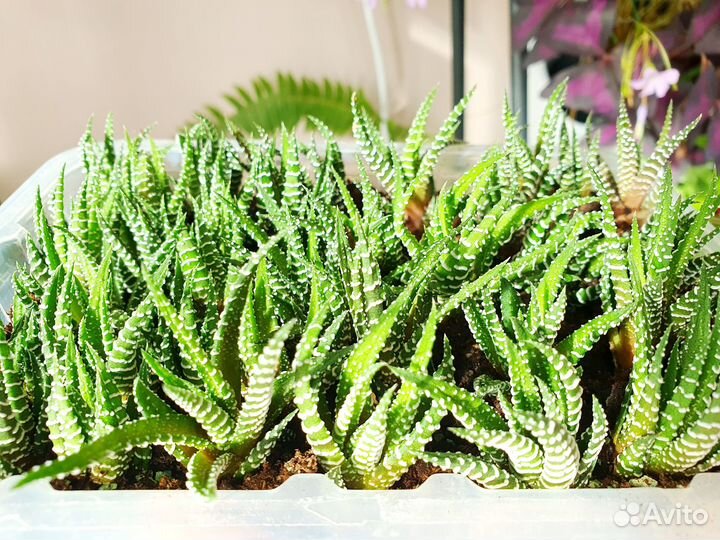 Суккуленты хавортия алоэ синнокрассула эхеверии