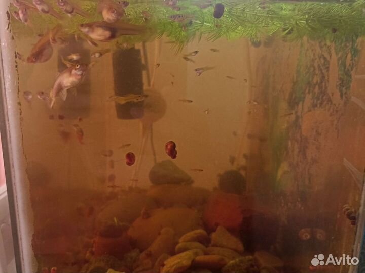 Аквариумные рыбки гуппи