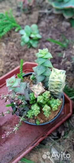 Суккуленты