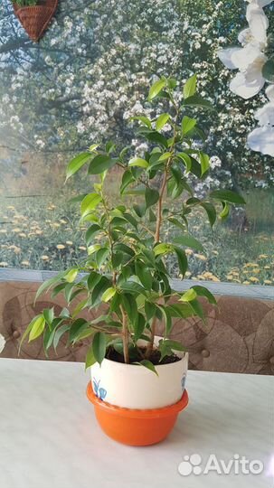 Комнатные цветы