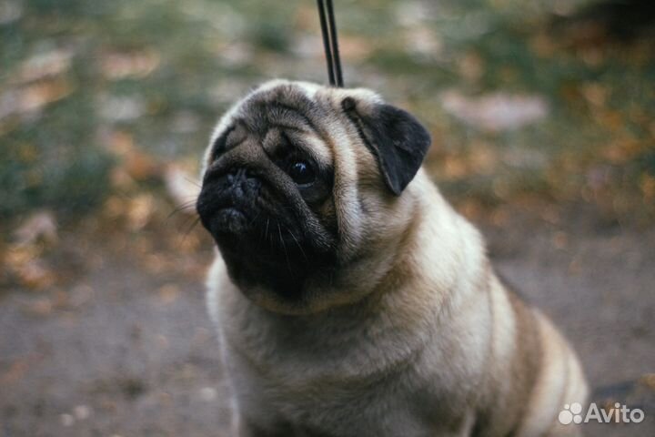 Вязка с шикарным кобелем мопса