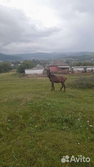 Продажа лошадей