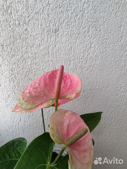 Антуриум. Обмен