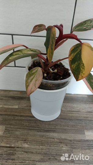 Филодендрон